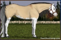 Horse Color:Bay Dun Splash 