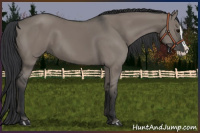 Horse Color:Grullo Splash