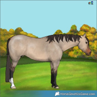 Horse Color:Bay Dun