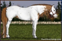 Horse Color:Chestnut Splash Appaloosa 