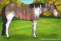 Horse Color:White Spotted Bay Ice 
