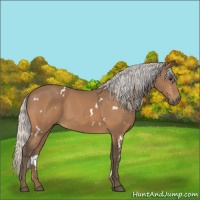 Horse Color:White Spotted Silver Buckskin 
