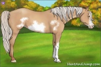 Horse Color:Silver Amber Champagne Frame 