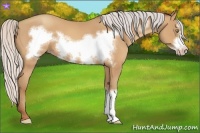 Horse Color:Silver Amber Champagne Frame