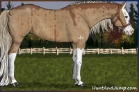 Horse Color:Red Dun Splash