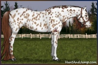 Horse Color:Red Dun Near Leopard Brindle 