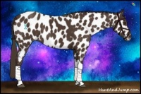Horse Color:Liver Chestnut Appaloosa 