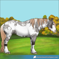 Horse Color:White Spotted Liver Red Roan Frame 