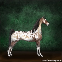 Horse Color:Bay Roan Onyx Appaloosa