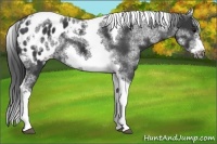 Horse Color:White Spotted Black Splash Tobiano Frame Appaloosa 