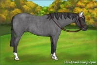Horse Color:Smoky Blue Roan 