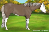 Horse Color:Silver Black Splash