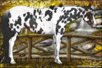 Horse Color:Brown Sabino Tobiano Near Leopard 