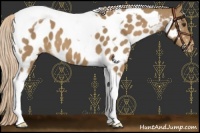 Horse Color:Palomino Tobiano Near Leopard 