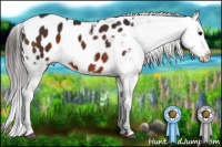 Horse Color:Brown Appaloosa 