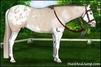 Horse Color:Buckskin Roan Dun Splash Varnish Rabicano 