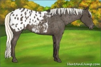 Horse Color:Liver Chestnut Appaloosa