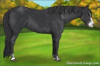 Horse Color:Black Sabino 