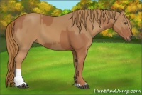 Horse Color:Chestnut  and Chestnut 