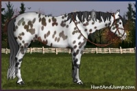 Horse Color:Brown Splash Appaloosa 