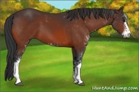Horse Color:Bay Sabino 