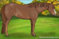 Horse Color:Chestnut 