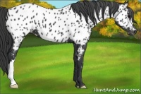 Horse Color:Black Appaloosa