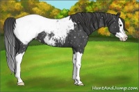 Horse Color:Blue Roan Splash Appaloosa 