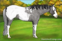 Horse Color:Blue Roan Splash Snowcap 