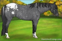 Horse Color:Blue Roan Snowflake Varnish 