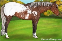 Horse Color:Silver Brown Appaloosa Rabicano 
