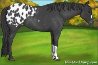 Horse Color:Blue Roan Appaloosa 