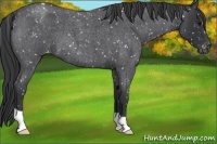 Horse Color:Blue Roan Snowcap 