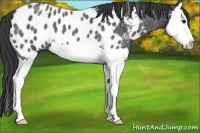 Horse Color:Blue Roan Splash Near Leopard 