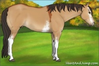 Horse Color:White Spotted Bay Dun