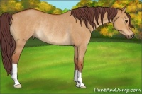 Horse Color:Chocolate Bay Dun Rabicano 