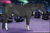 Horse Color:Smoky Black