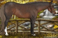 Horse Color:Liver Chestnut 