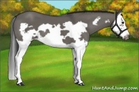 Horse Color:Grullo Splash Frame