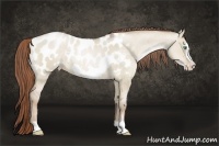 Horse Color:Smoky Grullo Pearl Frame Appaloosa Brindle