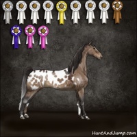 Horse Color:Brown Dun Sabino Appaloosa 