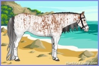 Horse Color:White Spotted Bay Splash  and White Spotted Bay Splash 