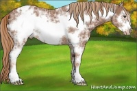 Horse Color:Chestnut Ice Sabino Frame Appaloosa 