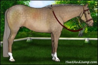 Horse Color:Chocolate Palomino 