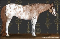 Horse Color:White Spotted Chestnut Blanket 