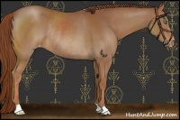 Horse Color:Chestnut Varnish Rabicano 