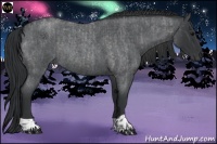 Horse Color:Blue Roan  and Blue Roan Rabicano 