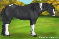 Horse Color:Black Splash Tobiano 
