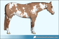 Horse Color:White Spotted Red Dun Brindle 
