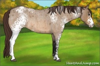 Horse Color:White Spotted Bay Roan Dun Varnish Rabicano Brindle 